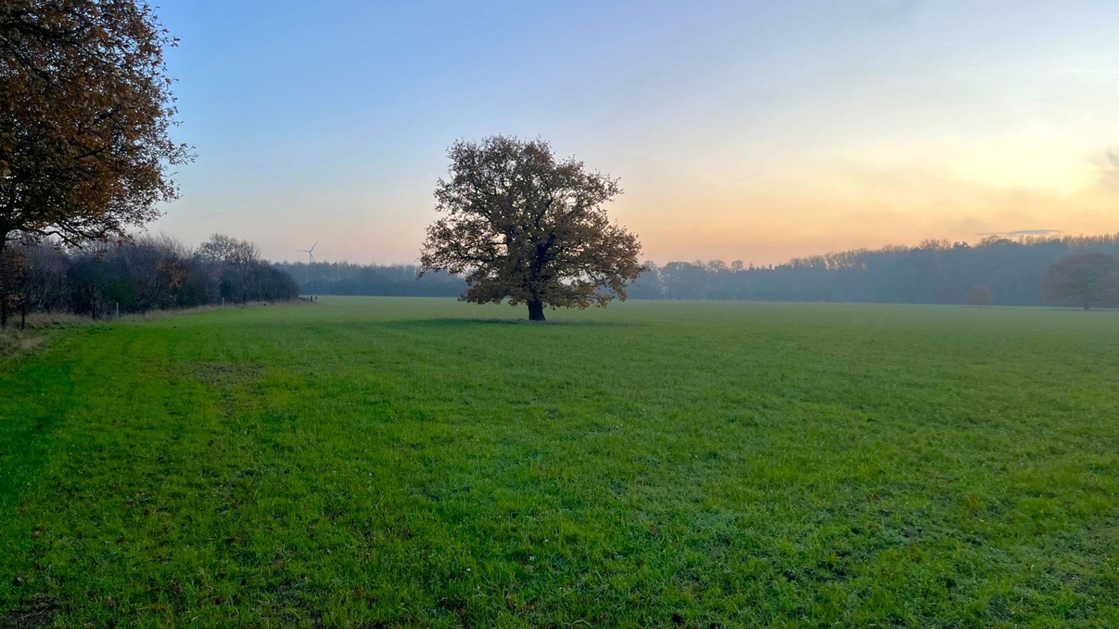 Image of BNG Ings Lane 3