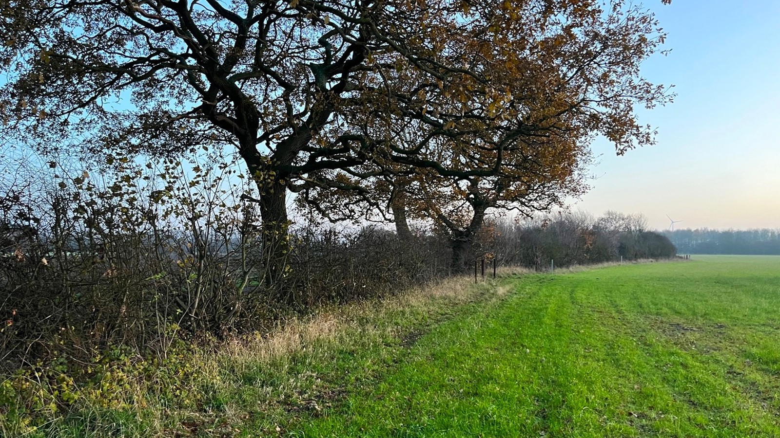 Image of BNG Ings Lane 4