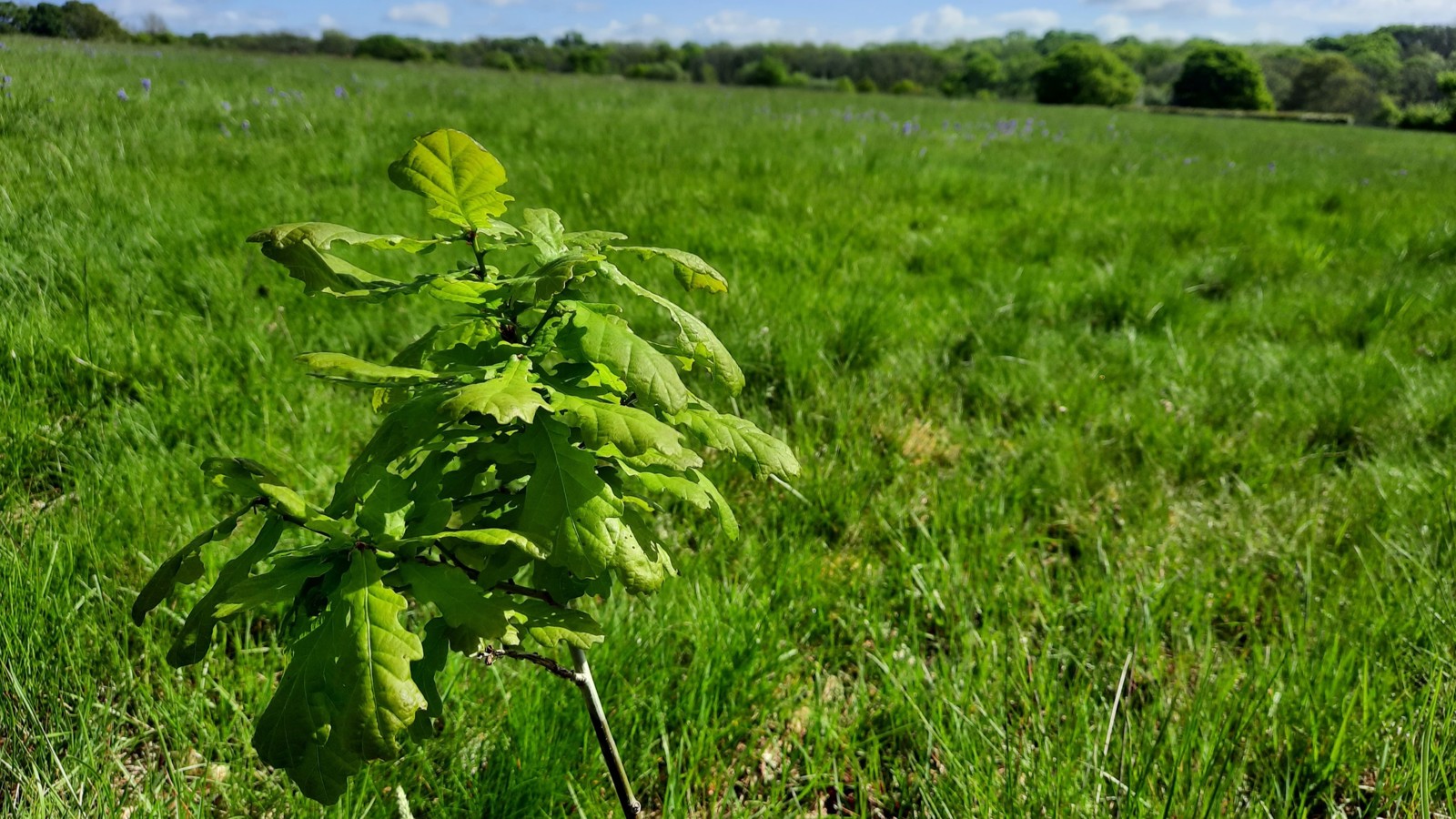 Image of Centre field once Forest Copse TS