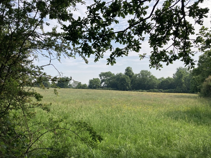 Aldenham Estate - Home Farm- Airfield Grazing (2).JPG