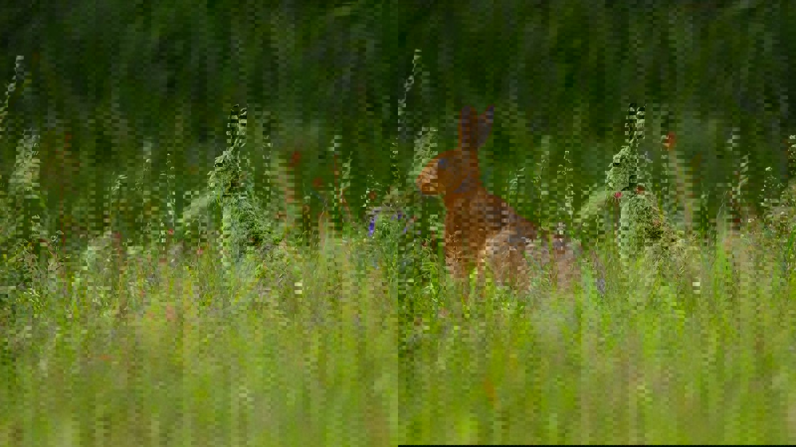 Image of IMG-20250507-WA0008