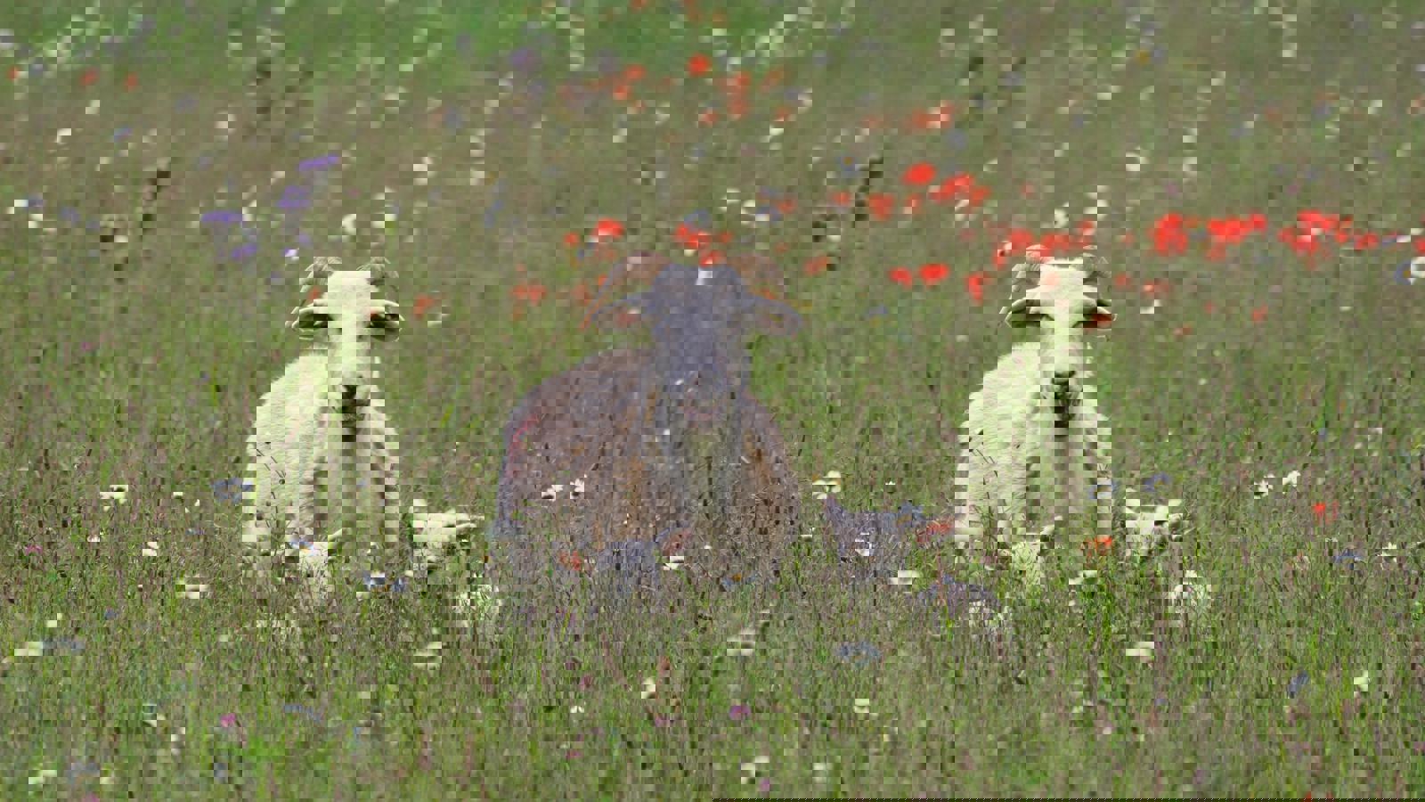 Image of IMG-20250528-WA0083