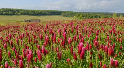 Image of Pink Field