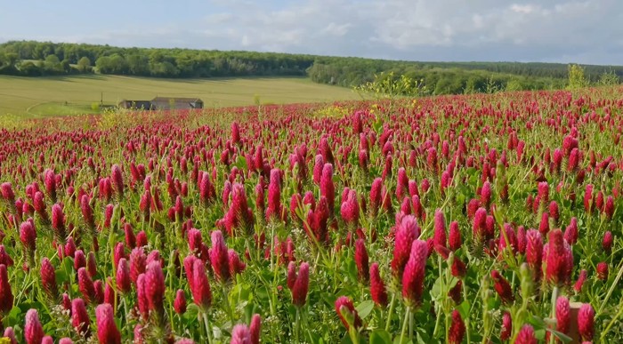 Image of Pink Field
