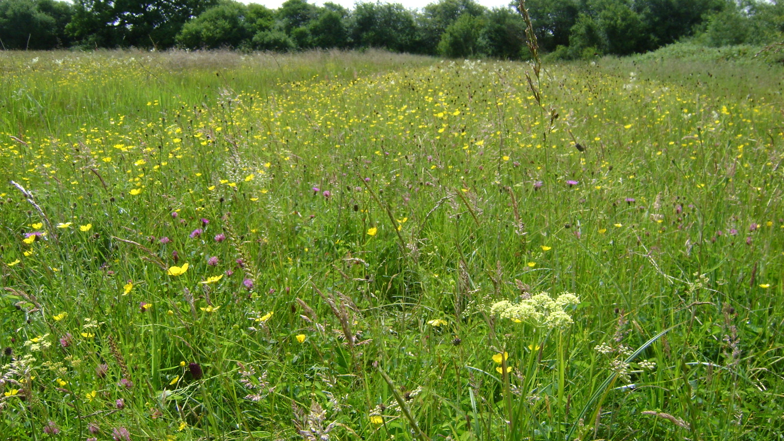 Image of Ludgershall Meadows 3