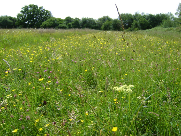 Image of Ludgershall Meadows 3