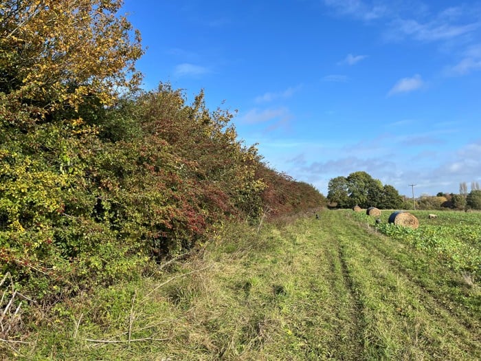 Image of Hedgerow and bales