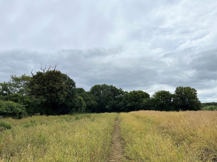 Image of Bridleway woodland