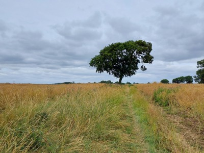 Image of Line of trees grassy gap