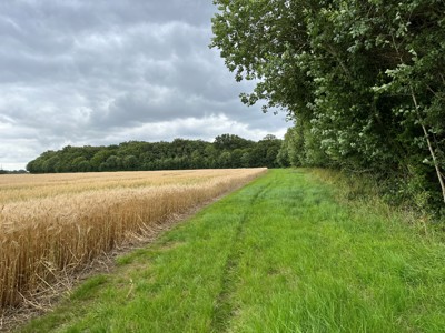 Image of Marshland Wood margin