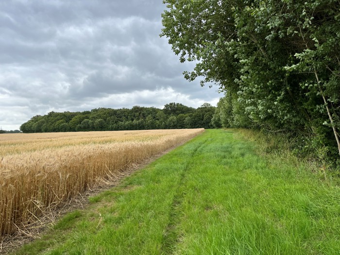 Image of Marshland Wood margin