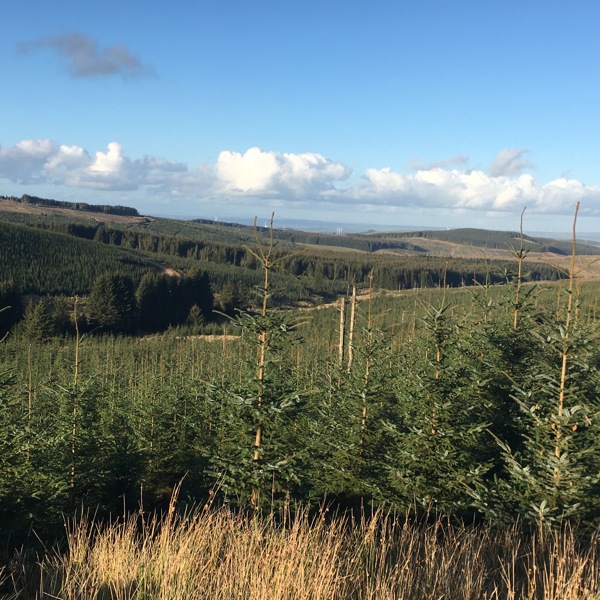 Facilitating a windfarm development within commercial forestry to create a blueprint for sustainable green income