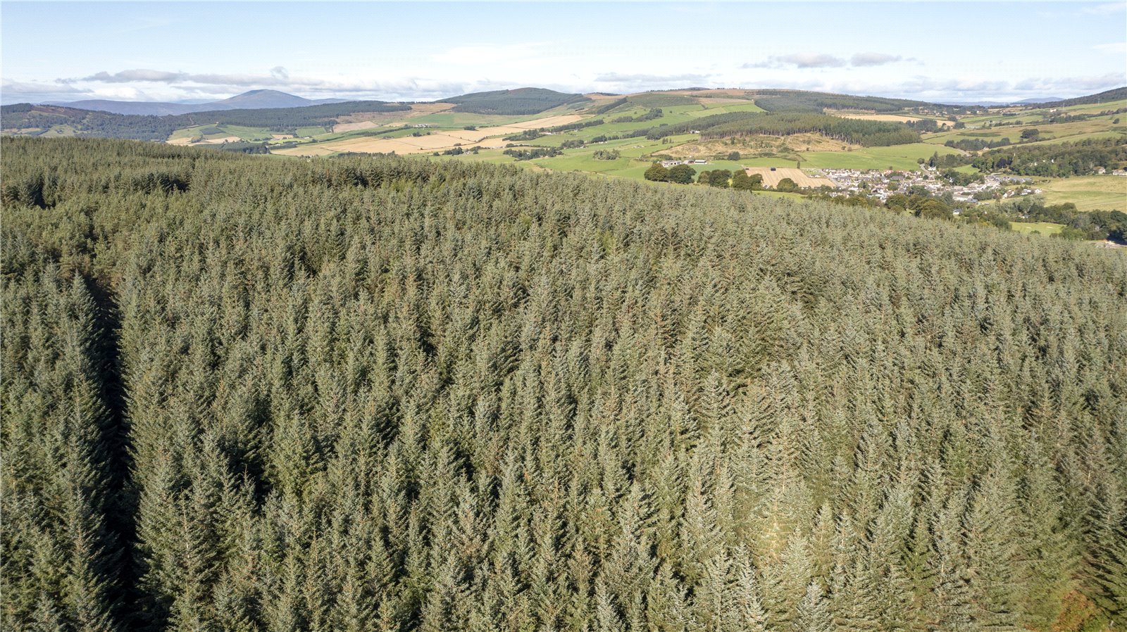 Findrack Wood, Lumphanan picture 3