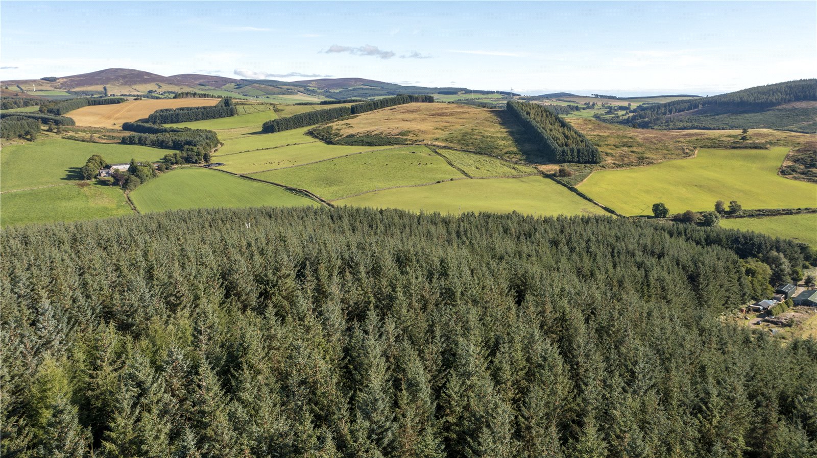 Findrack Wood, Lumphanan picture 4