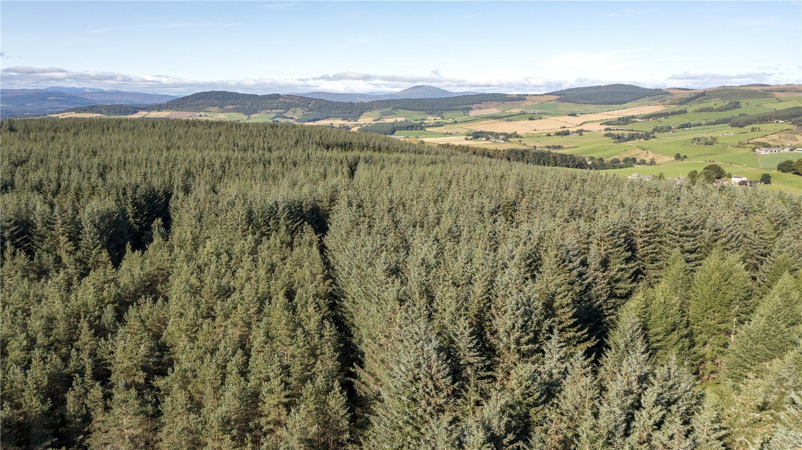 Findrack Wood, Lumphanan picture 6
