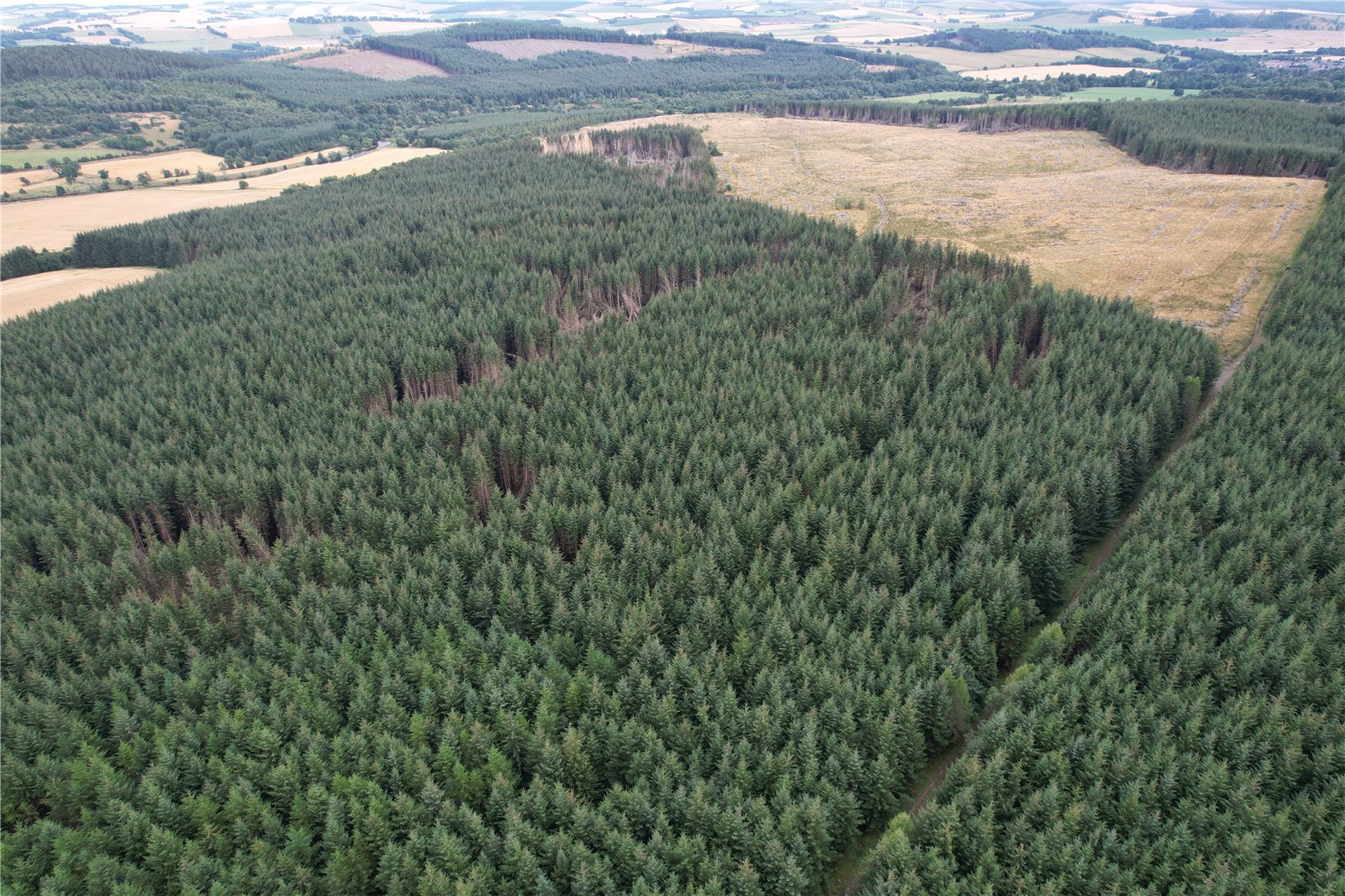 Deveron Wood, Huntly picture 1