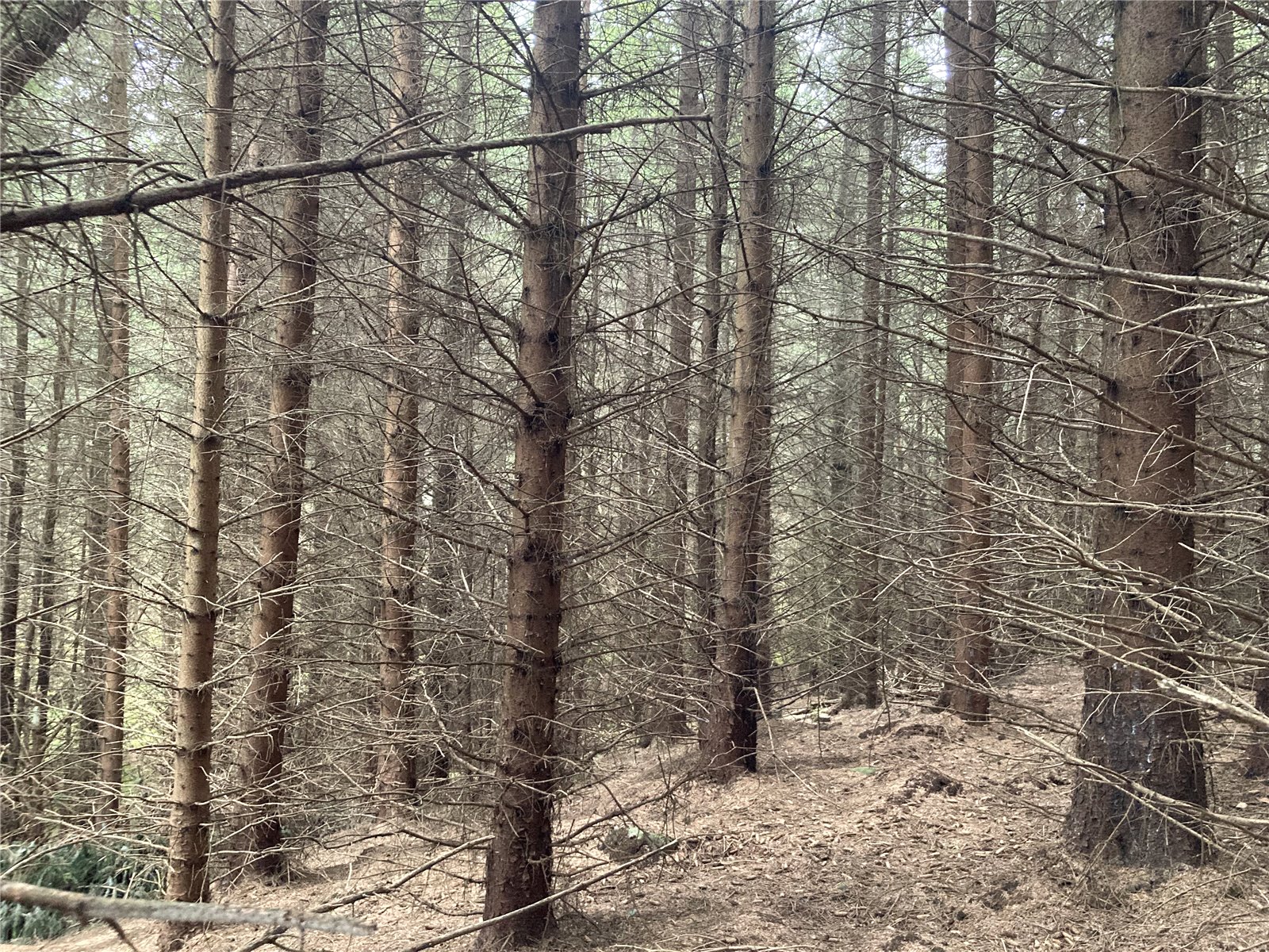 Deveron Wood, Huntly picture 2