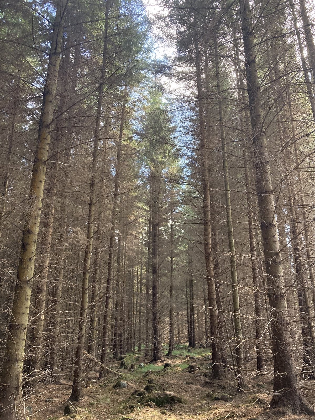 Deveron Wood, Huntly picture 3