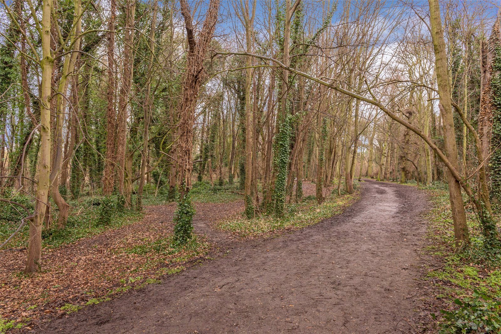 Country Park1.jpg