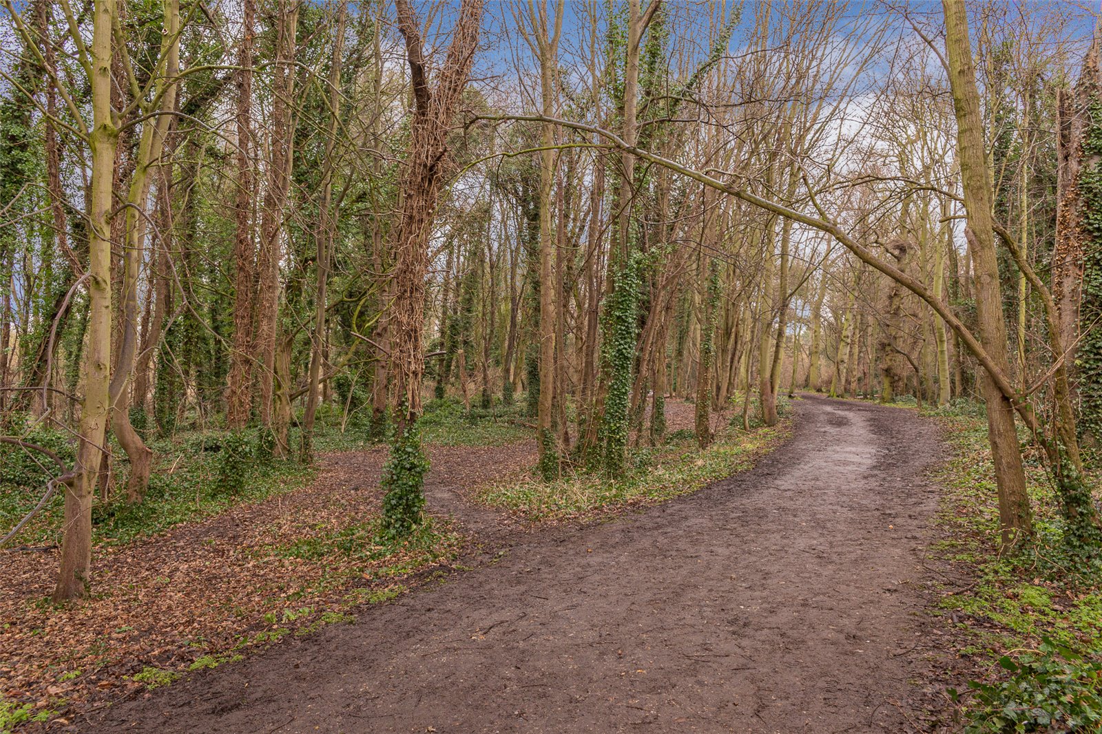 Trumpington Woodland.jpg