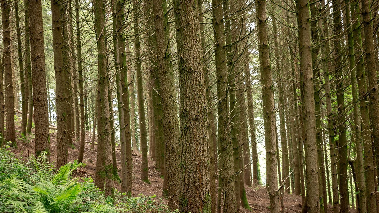 Lot 1 (D)1.jpg Lot 1 (D)