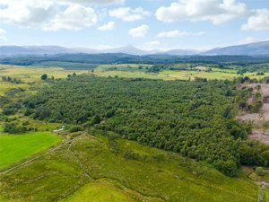 Borland Wood, Gartmore picture 1