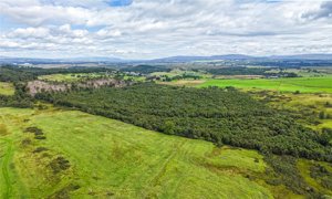 Borland Wood, Gartmore picture 2