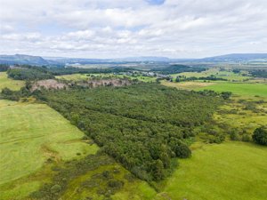 Borland Wood, Gartmore picture 3