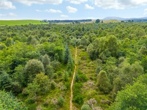 Borland Wood, Gartmore picture 5