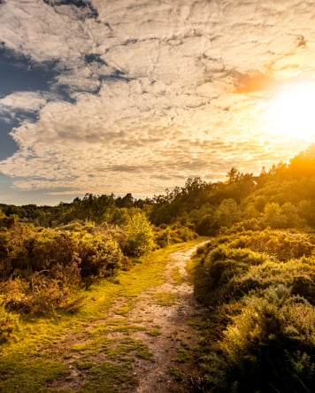 Image of HoltCountryPark10