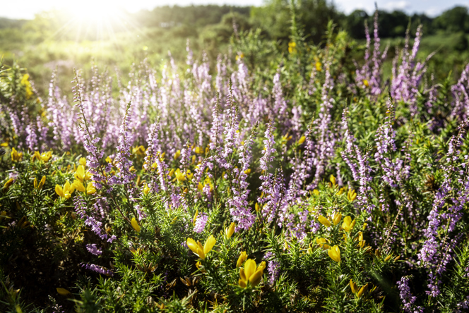 Image of HoltCountryPark1